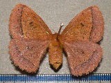 Decachorda aspersa